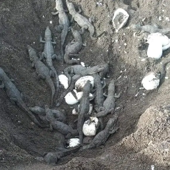 El Marena informó que las crías de cocodrilo son 18 machos y 22 hembras. Foto: Ejército de Nicaragua.