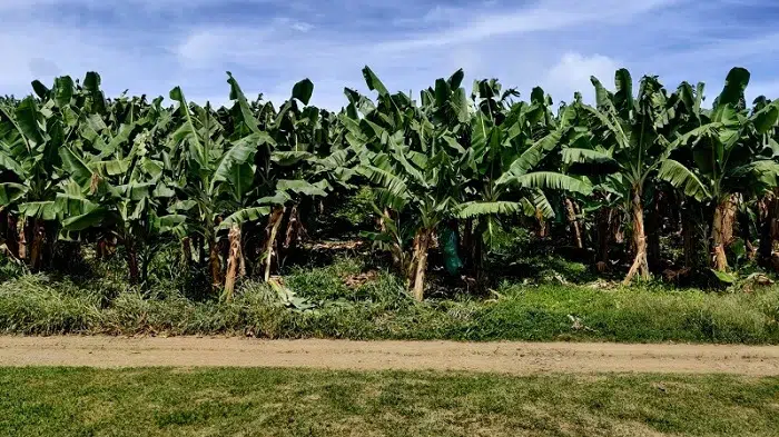 Productores de plátanos de Rivas se preparan para el invierno