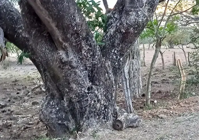 El lugar que creen “maldito” está en la vuelta El Chompipe, carretera Las Lajita-Cuapa.