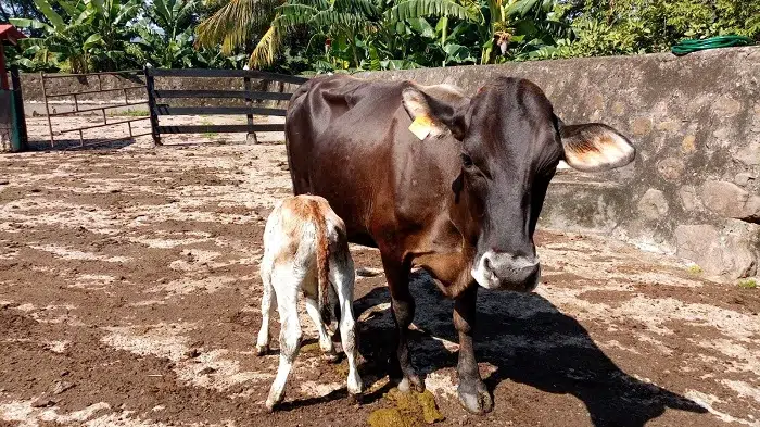 Canislac registra bajo consumo de leche de vaca