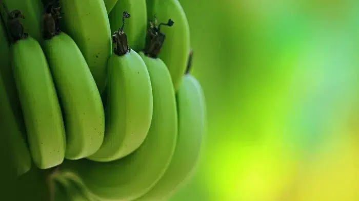 Buena demanda en la producción de plátanos, agricultores hacen frente a altos costos de insumos y producción