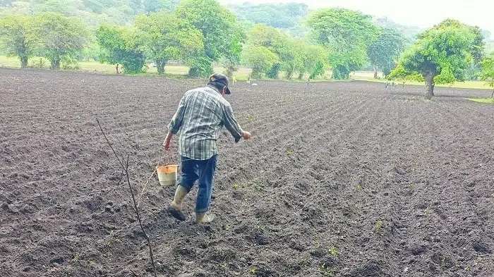 Productores granadinos empiezan la siembra con las primeras lluvias