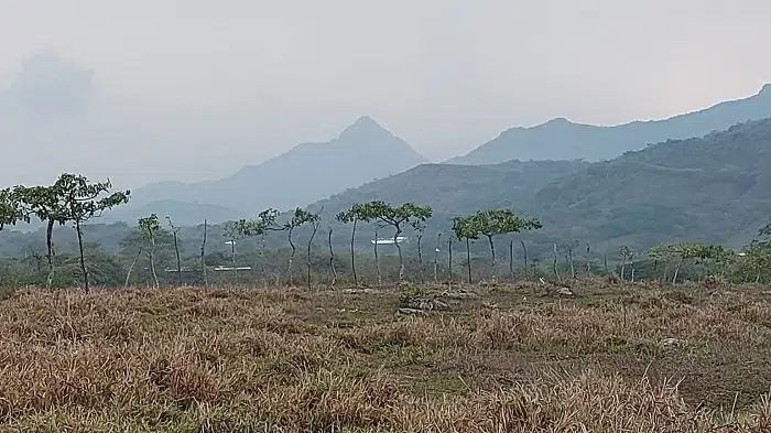 Árboles nativos de Camoapa han reducido su presencia, indica monitoreo académico