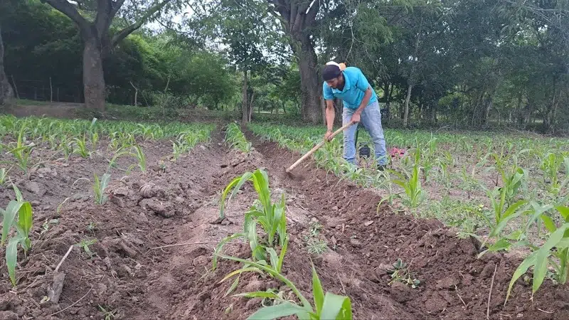 La canícula no afectará siembra de primera de maíz y frijol, dicen productores
