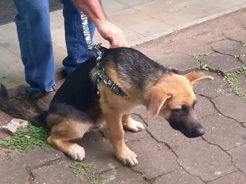 Directivos de la Organización Amando Huellas y estudiantes de medicina veterinaria, realizaron en Juigalpa una jornada de desparasitación canina.