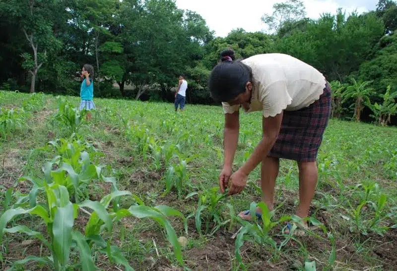 La siembra de primera de maíz y frijol no se verá afectada con la entrada del periodo de la canícula, entre el 15 de julio y 15 de agosto, ya que el buen invierno registrado este año está ayudando a las familias campesinas de Las Segovias.