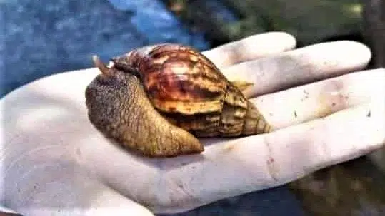 Imágenes de un ejemplar de la plaga de caracoles gigantes, encontrados en el municipio de Ticuantepe.