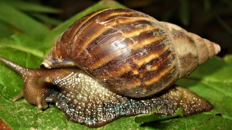 Agricultores de Masaya detectan “caracoles africanos” y temen que plaga acabe con sus plantíos