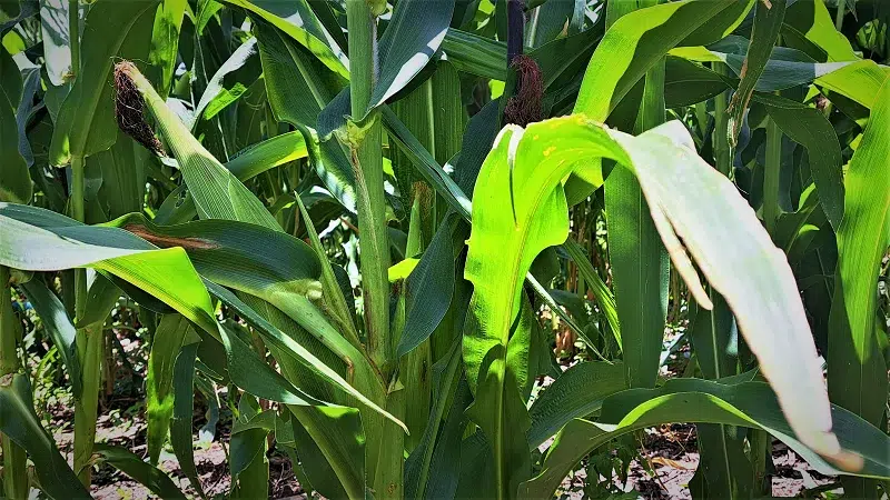 Elotes, güirilas y chilotes tiernos de siembras de primera, llegan a mercados de Las Segovias