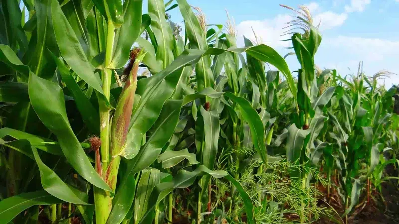 Productores resienten abandono del Estado, en medio de la sequía que amenaza cosechas en zonas secas de Matagalpa