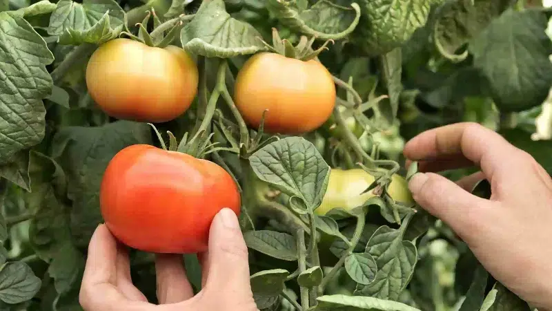 Los cultivos de frijoles, maíz y frutales se están viendo seriamente amenazados en el corredor seco de Nicaragua.