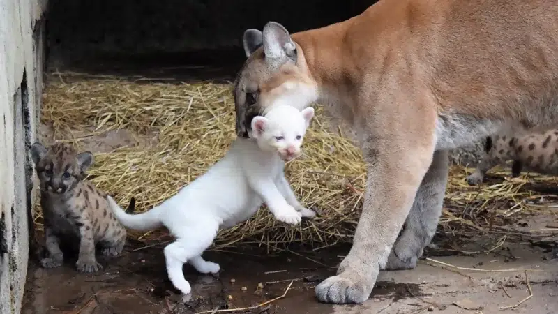 Nace Puma Albino en el Zoológico de Juigalpa y médicos veterinarios lo mandan a cuarentena