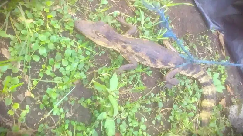 Llamado al Marena desde el barrio Cristo Rey, en Tipitapa: lleguen a recoger al Caimán