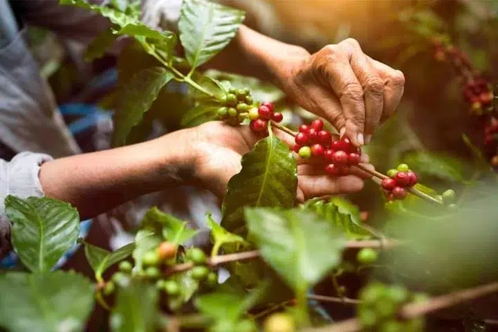 Cafetaleros del norte ante nuevo ciclo con los mismos males: falta mano de obra y no hay financiamiento