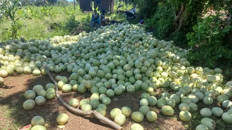 Pronostican que excedente de producción de sandía de la Isla de Ometepe, bajará el precio de la fruta en mercados