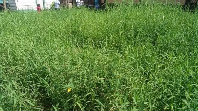 Costeños reclaman por “terrenos montosos” utilizados para asaltos en los barrios de Bluefields