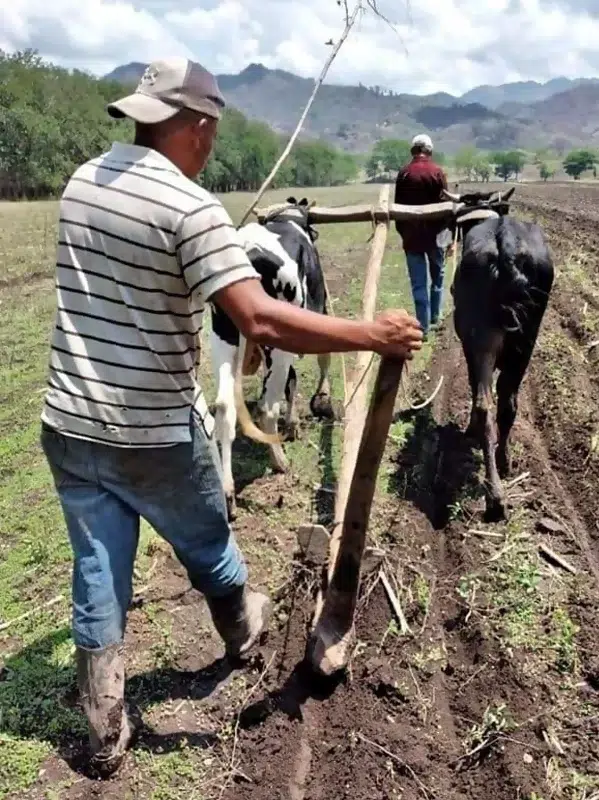 Las familias del campo alistan sus tierras para la siembra de postrera, la que comienza entre mediados de septiembre y finales de noviembre. Esperan cultivar maíz y frijol en las zonas de los departamentos de Estelí, Madriz y Nueva Segovia.