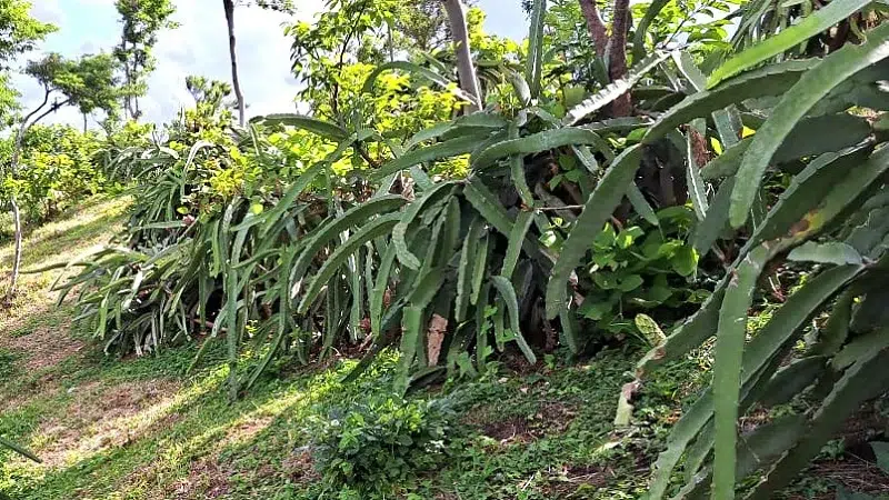 Plantaciones de pitahaya de La Concepción, Masaya, sufren la falta de lluvias