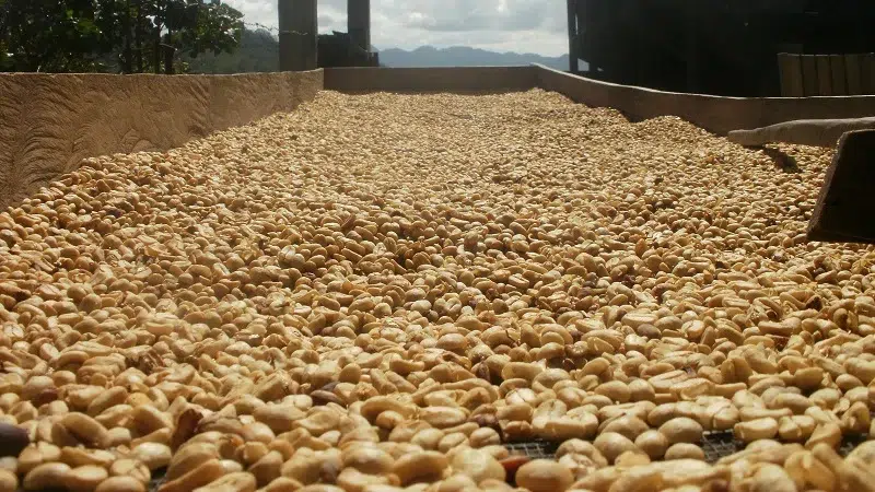 Comienzan los cortes de café y productores buscan jornaleros