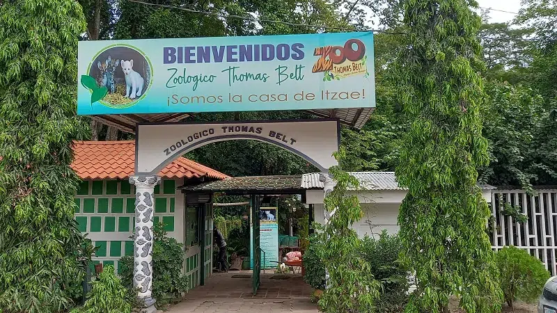 Someterán a un minucioso chequeo médico al Puma Albino del Zoológico de Juigalpa