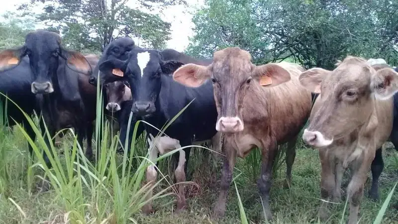 Así sobreviven las fincas de Masaya, el departamento menos ganadero del país