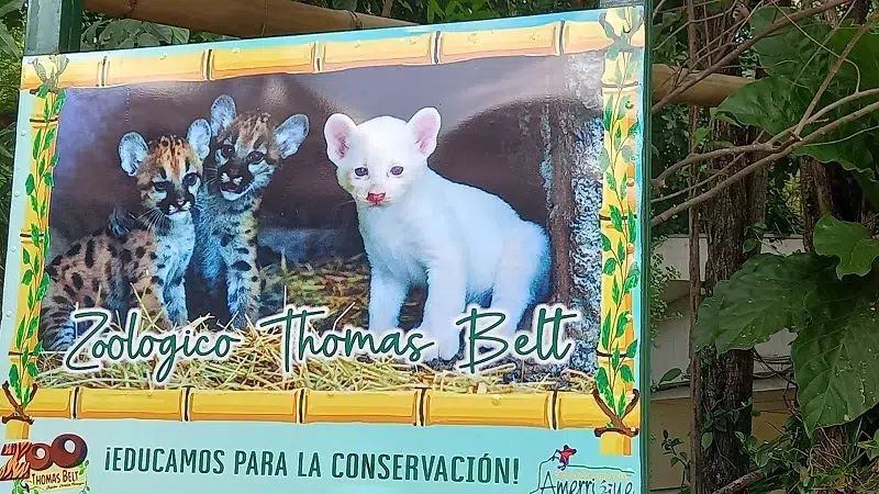 Puma albina será exhibida al público el viernes 10 de noviembre en Juigalpa