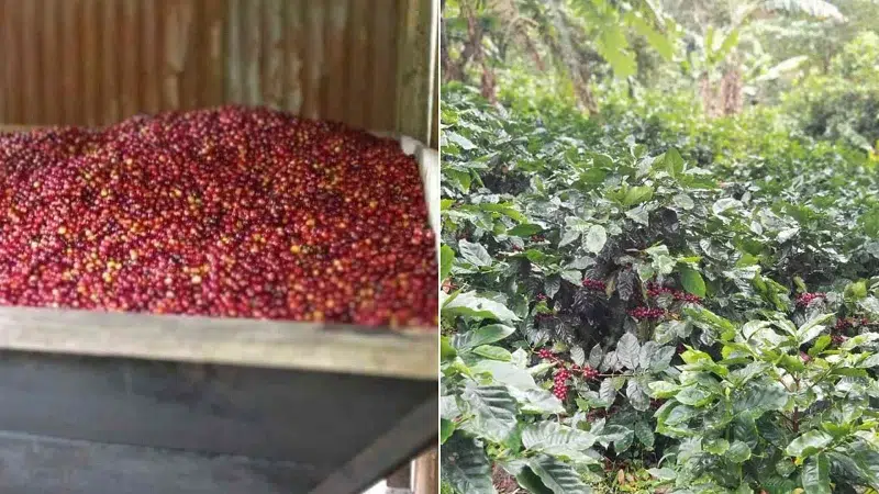 Estos son algunos males que amenazan la producción del “grano de oro” en Matagalpa