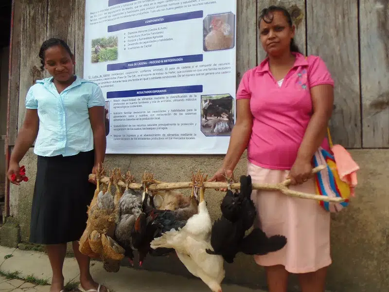 Una gallina criolla o india cuesta entre 300 y 400 córdobas. Con ella los hogares nicaragüenses hacen su comida especial de Fin de Año.