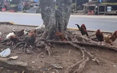 Alerta sanitaria por gripe aviar en Nicaragua