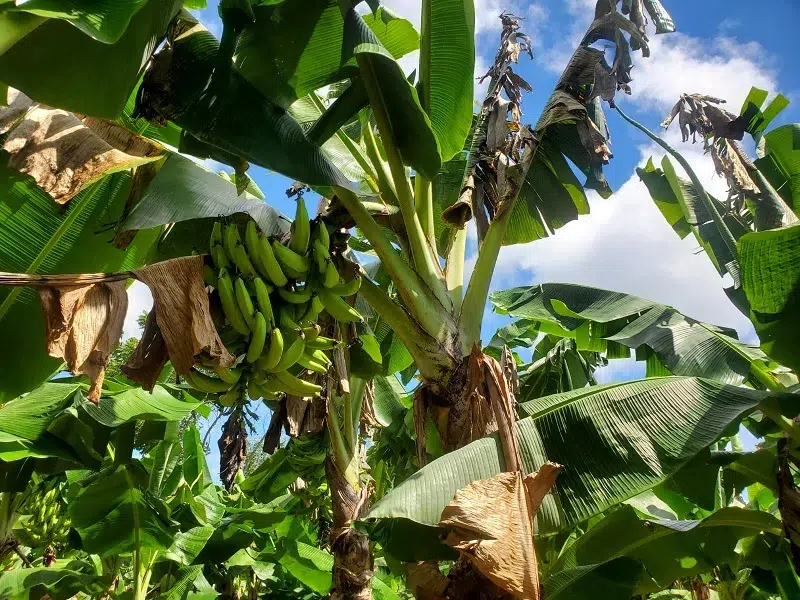 Poco consumo de fertilizantes y uso moderado de insumos de producción, es la estrategia de los productores para hacer rentable sus plantaciones.