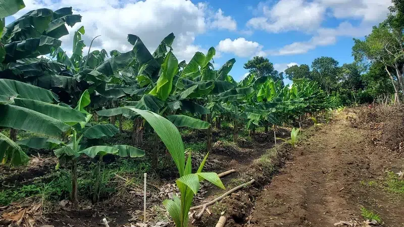 Plátano con buenas calificaciones, dicen productores de Rivas