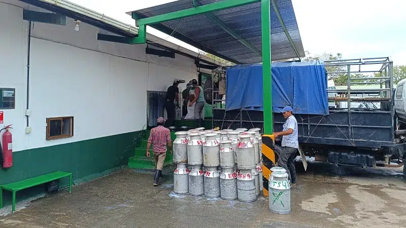 Baja el precio de la leche en Camoapa, conozca por qué