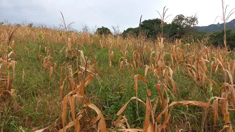 Cambio climático afectó la producción de granos básicos en la zona seca de Chontales