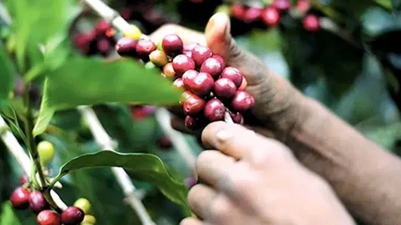 El valioso “grano” que sale de fincas de Estelí, Madriz y Las Segovias
