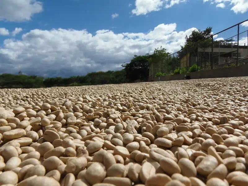Imágenes del secado del “grano de oro” al momento de ser recolectado en las fincas cafetaleras de Las Segovias.