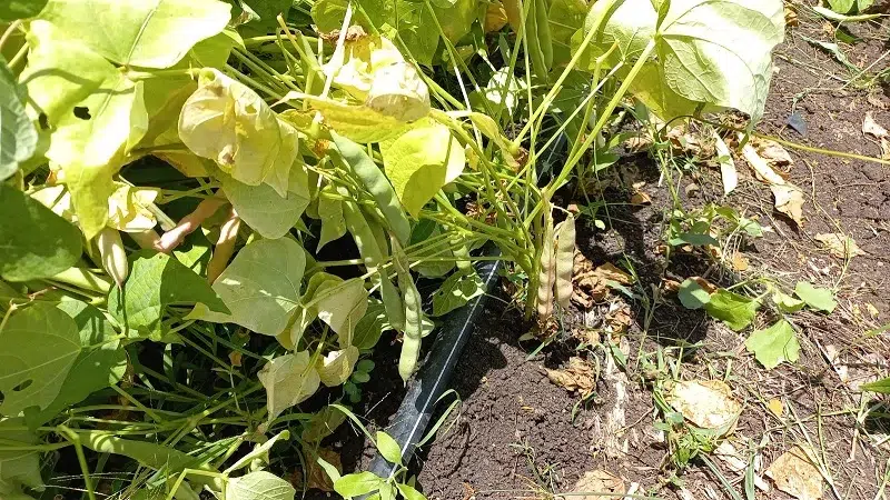 Plaga de chinche afecta a agricultores de El Juste-San Pedro de Lóvago