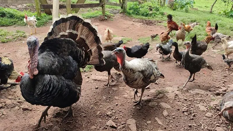 Las mujeres en el campo dedican parte de su tiempo a la crianza de aves de corral para la obtención de huevo y carne. También, parte de la producción la dedican a la venta y recibir recursos económicos.