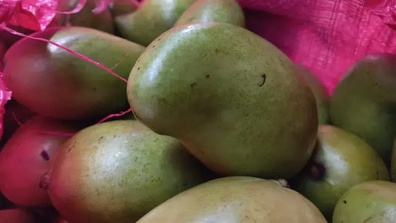La docena de mango indio supera los 100 córdobas en el mercado de Juigalpa.