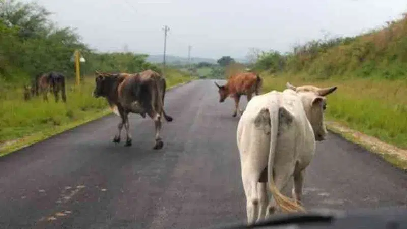 Imágenes del ganado cuando circula por la carretera panamericana, constituyéndose en un peligro para los conductores de vehículos que circulan por el sector a alta velocidad.