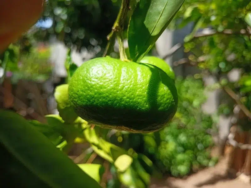 Un limón deforme,  tras ser atacado por la plaga “dragón amarillo”