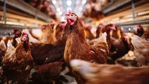 La OMS confirma la primera muerte humana por gripe aviar en México