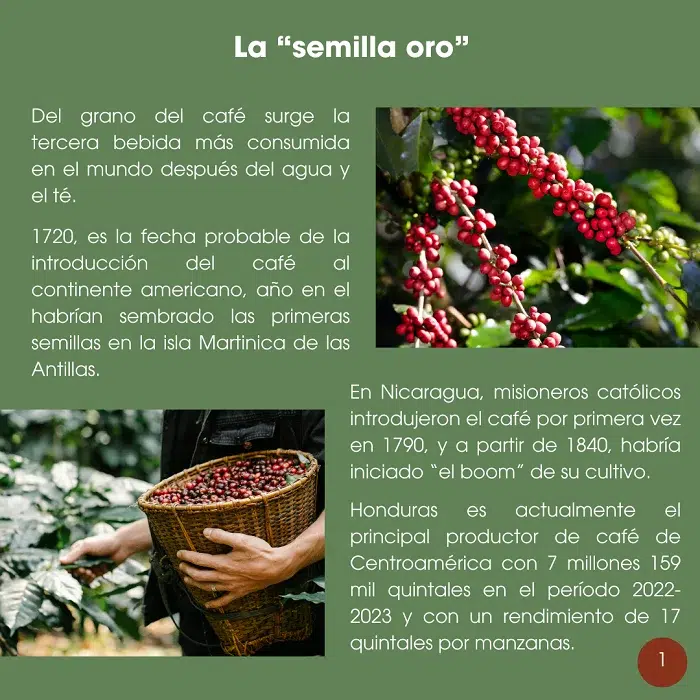 El café en Nicaragua es el principal rubro de exportación y genera miles de empleos en zonas rurales. 