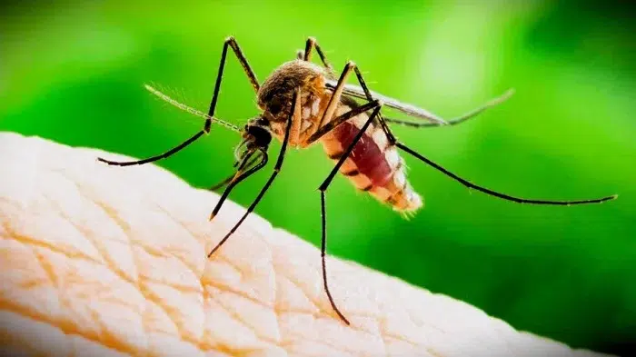 Dengue, una epidemia sin precedentes en América