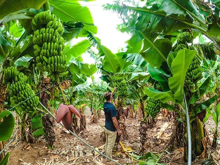 La producción de plátano en Rivas continúa siendo rentable, dicen productores