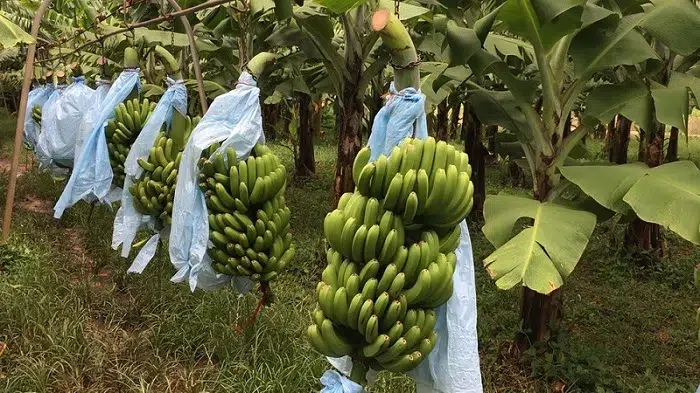 Productores de plátanos esperan un invierno moderado para sus plantaciones
