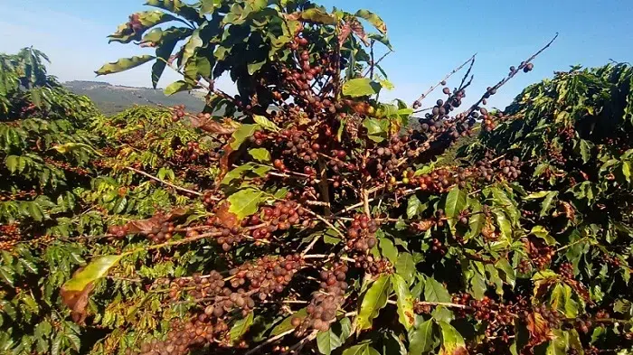 Escasas lluvias dejan cultivos de café del norte “severamente sedientos”