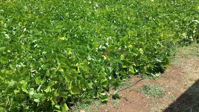 Agricultores de Chontales finalizan la siembra de granos básicos