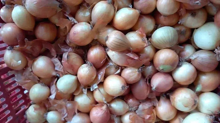 Leve incremento de la cebolla, el repollo y la papa en mercado de Juigalpa