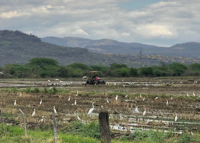 Imágenes de la preparación de la tierra para la siembra de primera en el occidente del país.