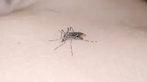 Aumentan los casos de neumonía, dengue y malaria en Nicaragua
